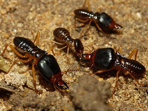 live look at termites inside an arizona home