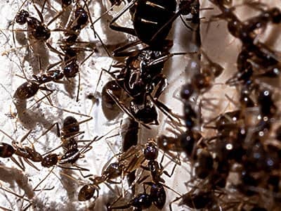 ants getting inside tucson home through crack in the wall