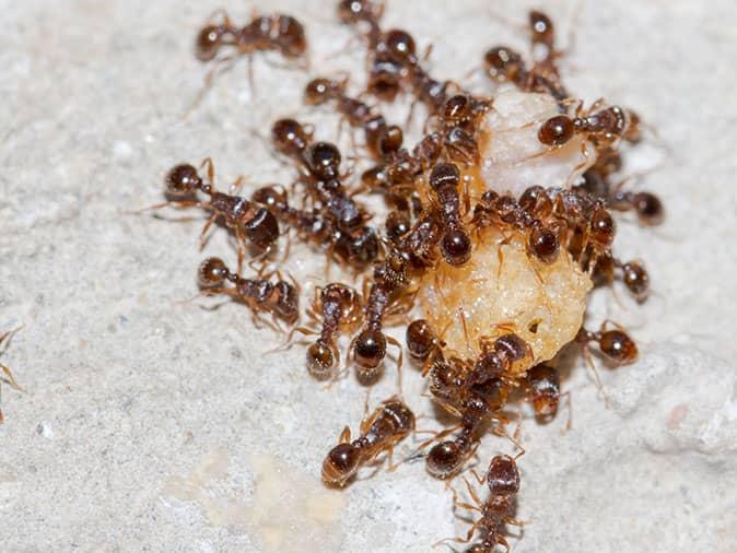 ants searching for food