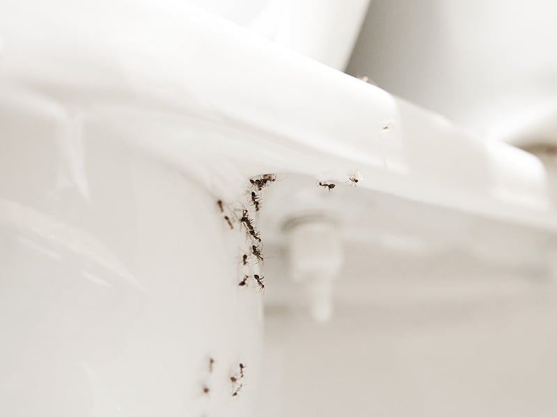 argentine ants crawling up toilet