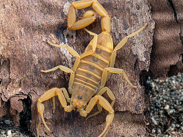 scorpion outside tucson home