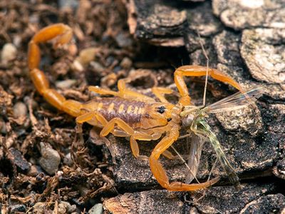 arizona bark scorpion
