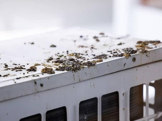 pest bird droppings