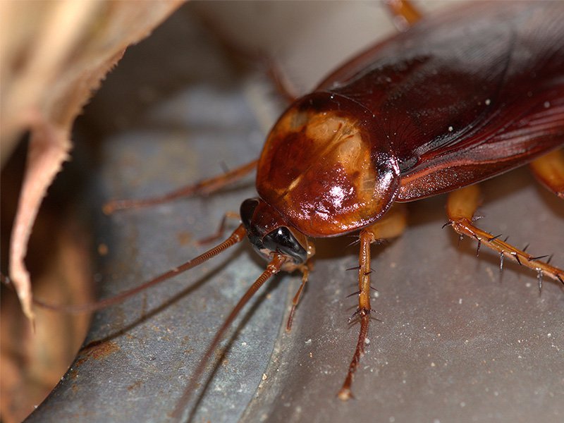roach infesting southern az home during monsoons