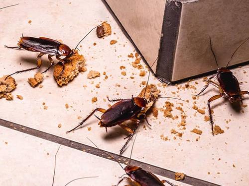 cockroaches eating crumbs off tucson kitchen floor