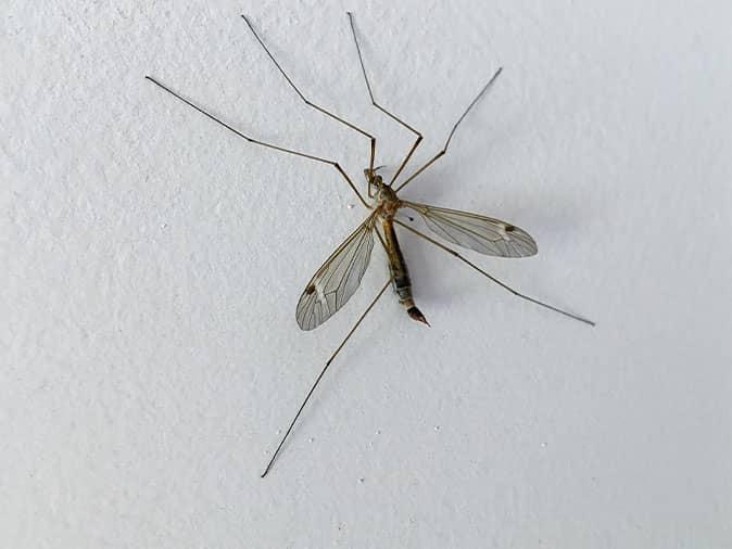 crane fly in tucson arizona