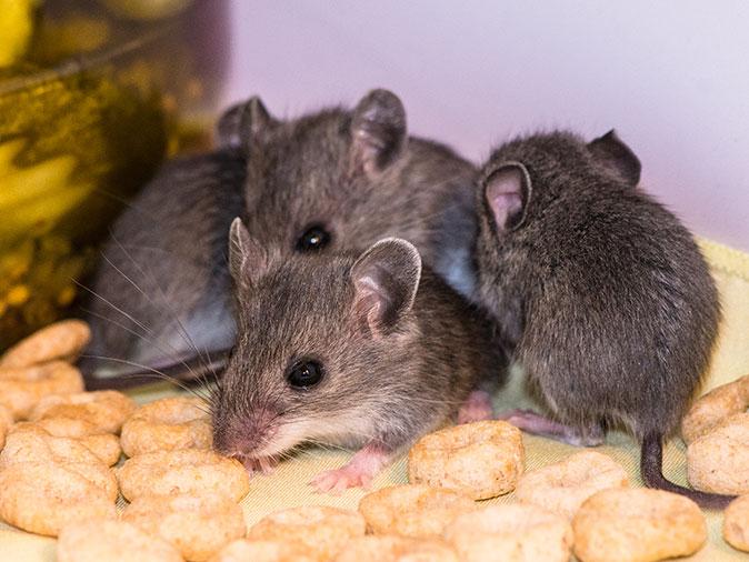 mouse infestation inside arizona home
