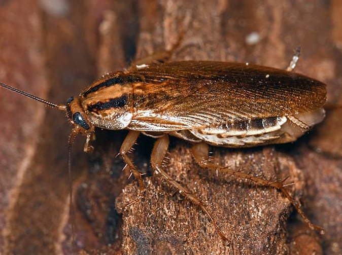 german cockroach outside phoenix home