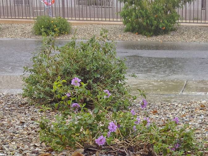 rain falling in phoenix has pests looking for shelter inside homes