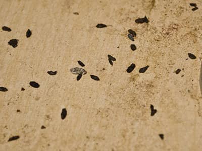mouse poop under kitchen sink