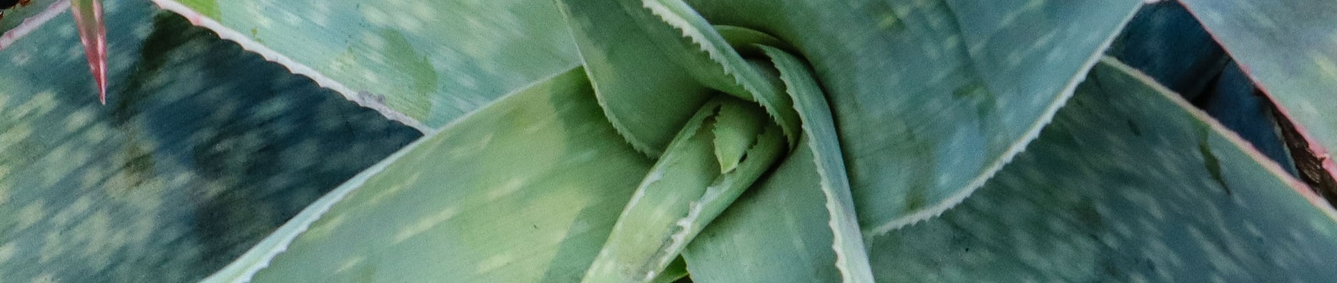 Learn More About Our Organic Pest Treatments plants found in phoenix and tucson