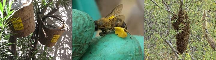 Learn More About Professional Bee Removal Services bee infestations around multiple properties in tucson and phoenix az