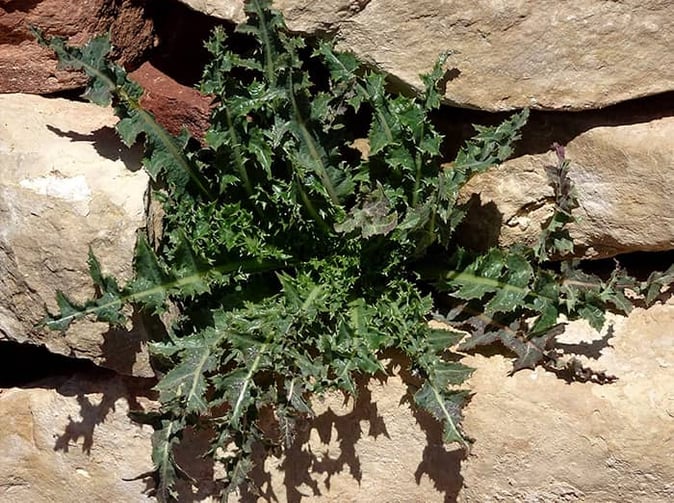 infected mosquitoes can transmit illness through mosquito bites