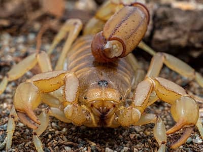 scorpion found in tuscon az