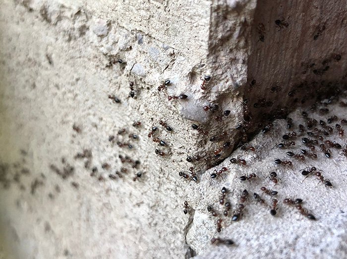 ants near phoenix home in spring