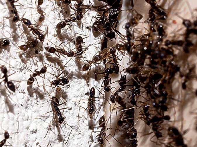 ants infesting tucson home via crack in the wall