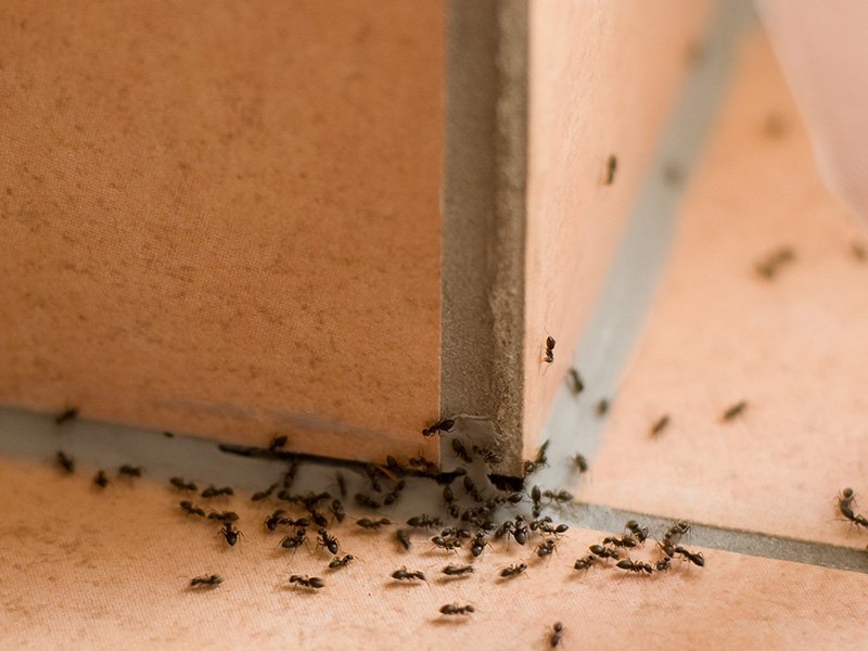ants infesting a queen creek home