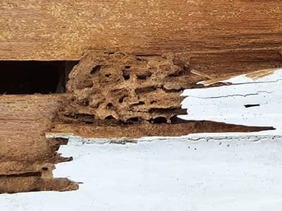termite damage uncovered during remodel