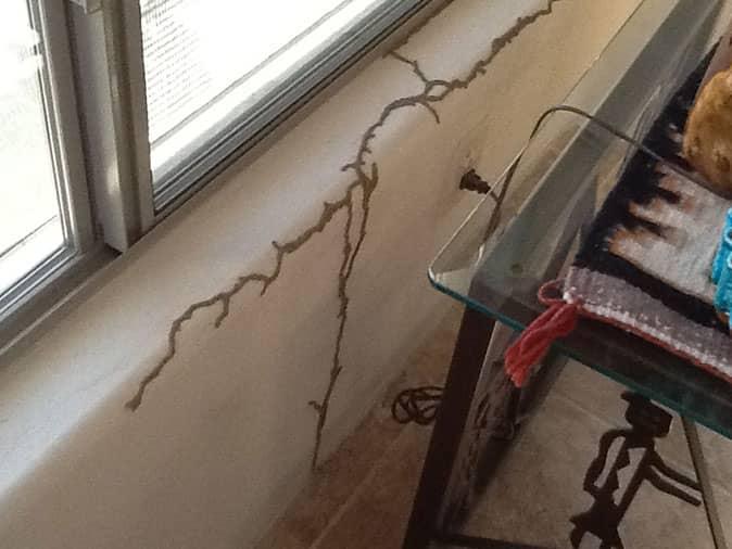 termite mud tubes inside arizona home indicate active termite population