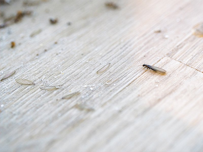 termite swarmer and discarded wings