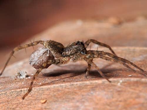 wolf spider crawling inside tucson az home