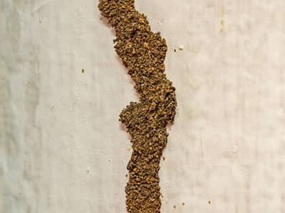 termite tube on house in phoenix