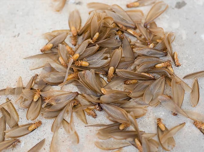 termite swarmers in phoenix arizona