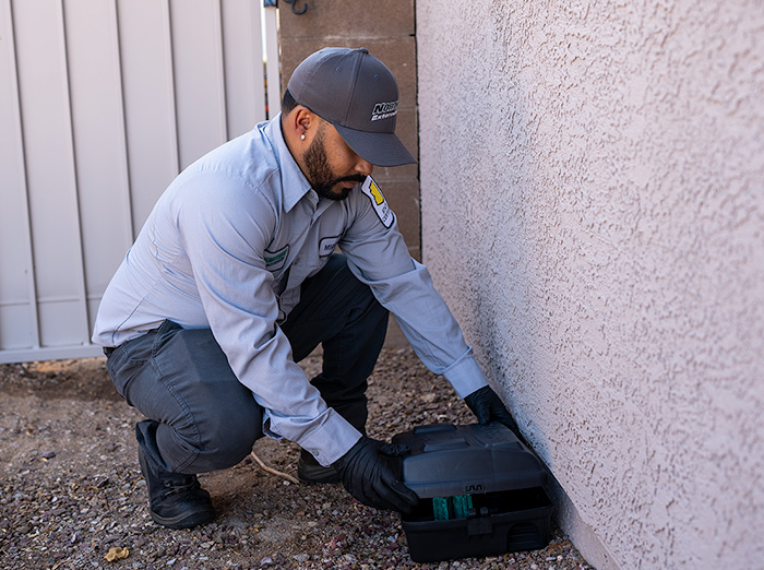 winter pest control service in tucson