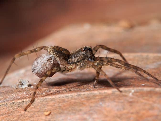 wolf spider