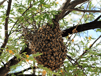 Learn More About Common Spring Pests To Expect To See In & Around Your Phoenix & Tucson Home killer bees swarming in a mesquite tree in tucson az