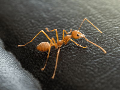 cornfield ant in Tucson