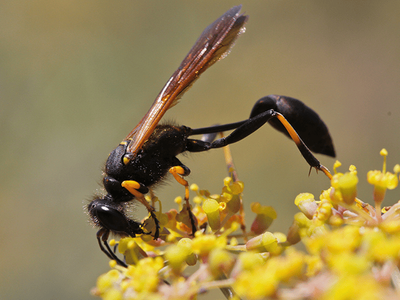 mud dauber in Tucson